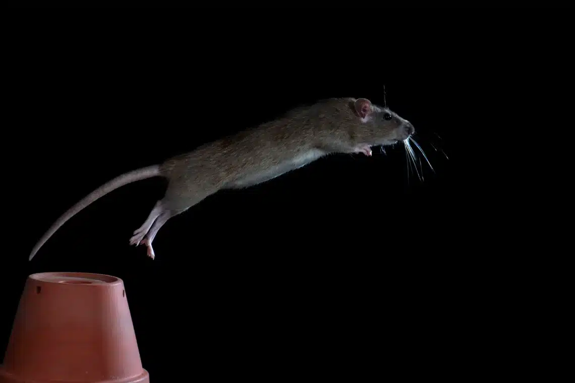 How High Can A Rat Jump