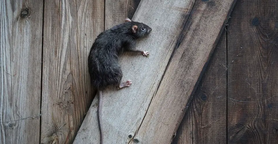 Can Rats Climb Walls