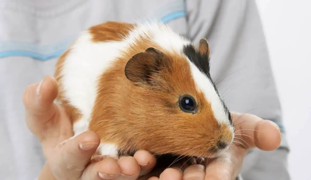 How To Hold A Guinea Pig
