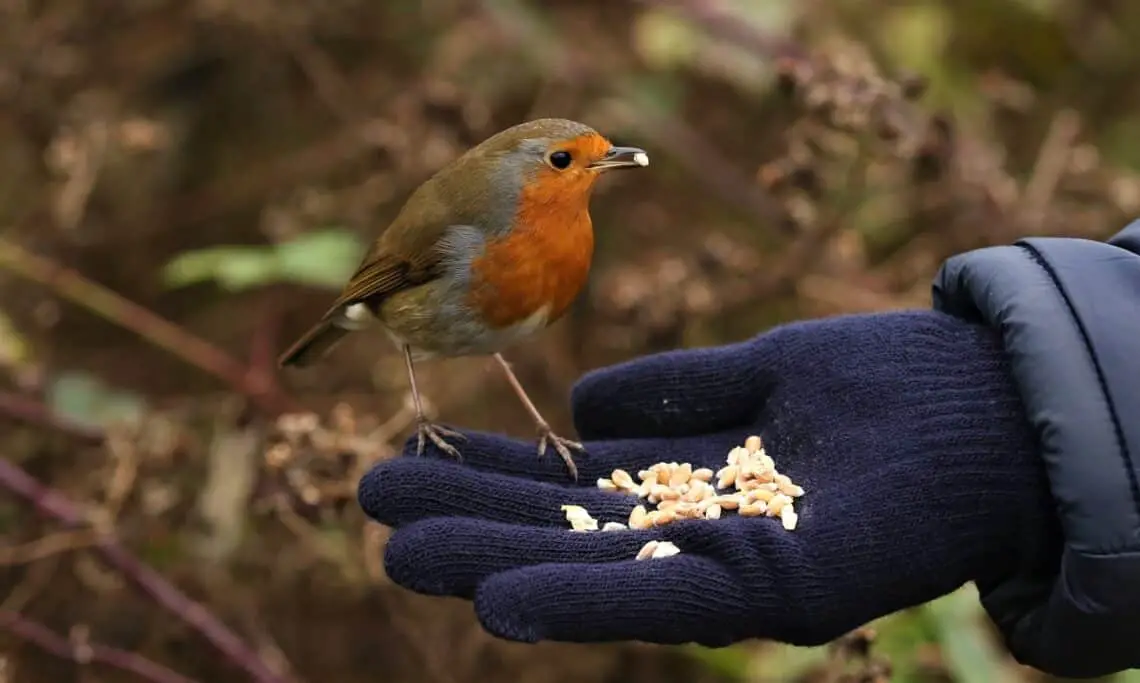 Do Robins Eat Seeds