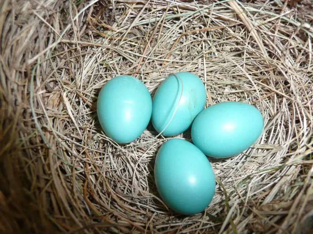 How Long Do Robins Sit On Eggs