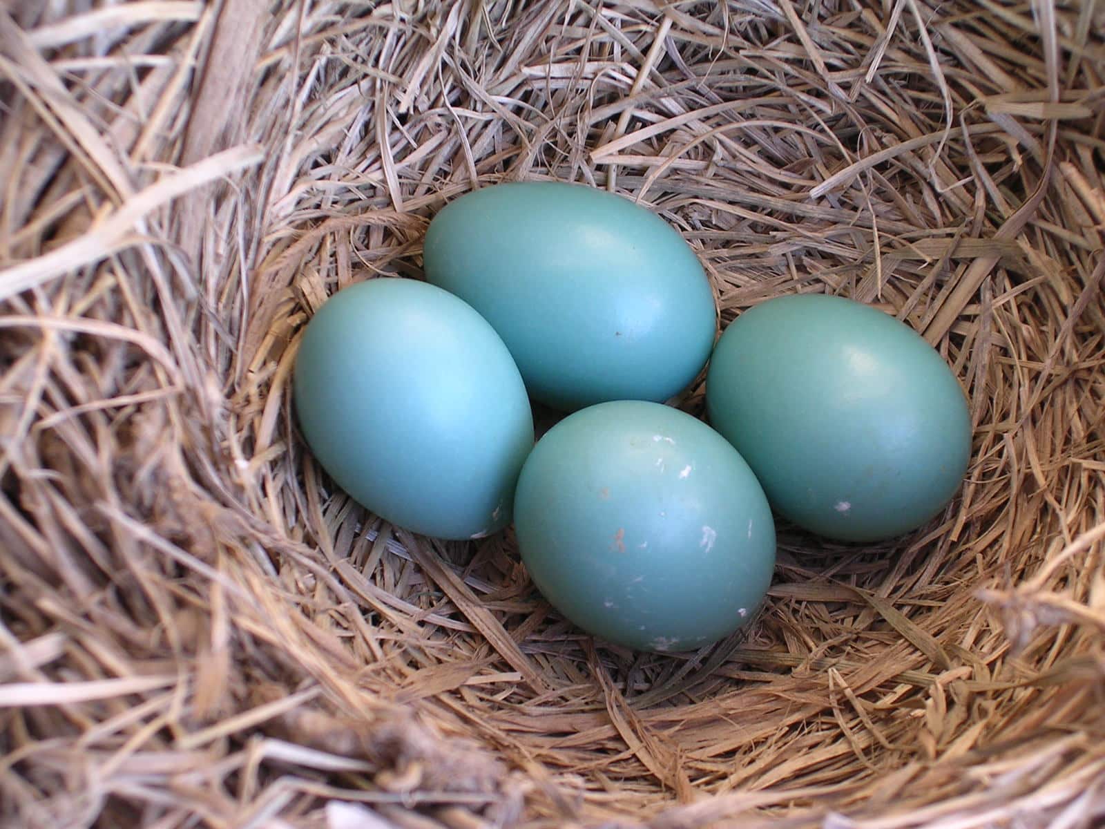 How Long For Robin Eggs To Hatch