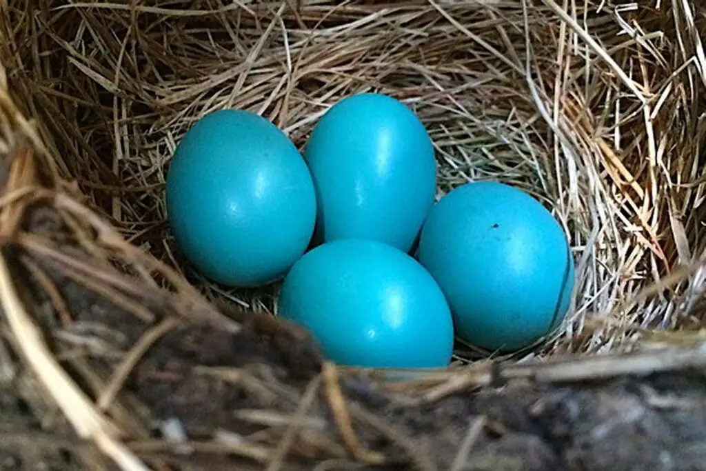 How Long For Robin Eggs To Hatch