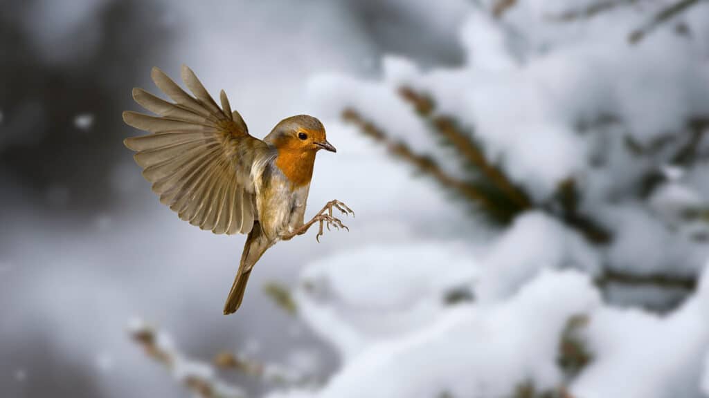Do Robins Fly South For The Winter