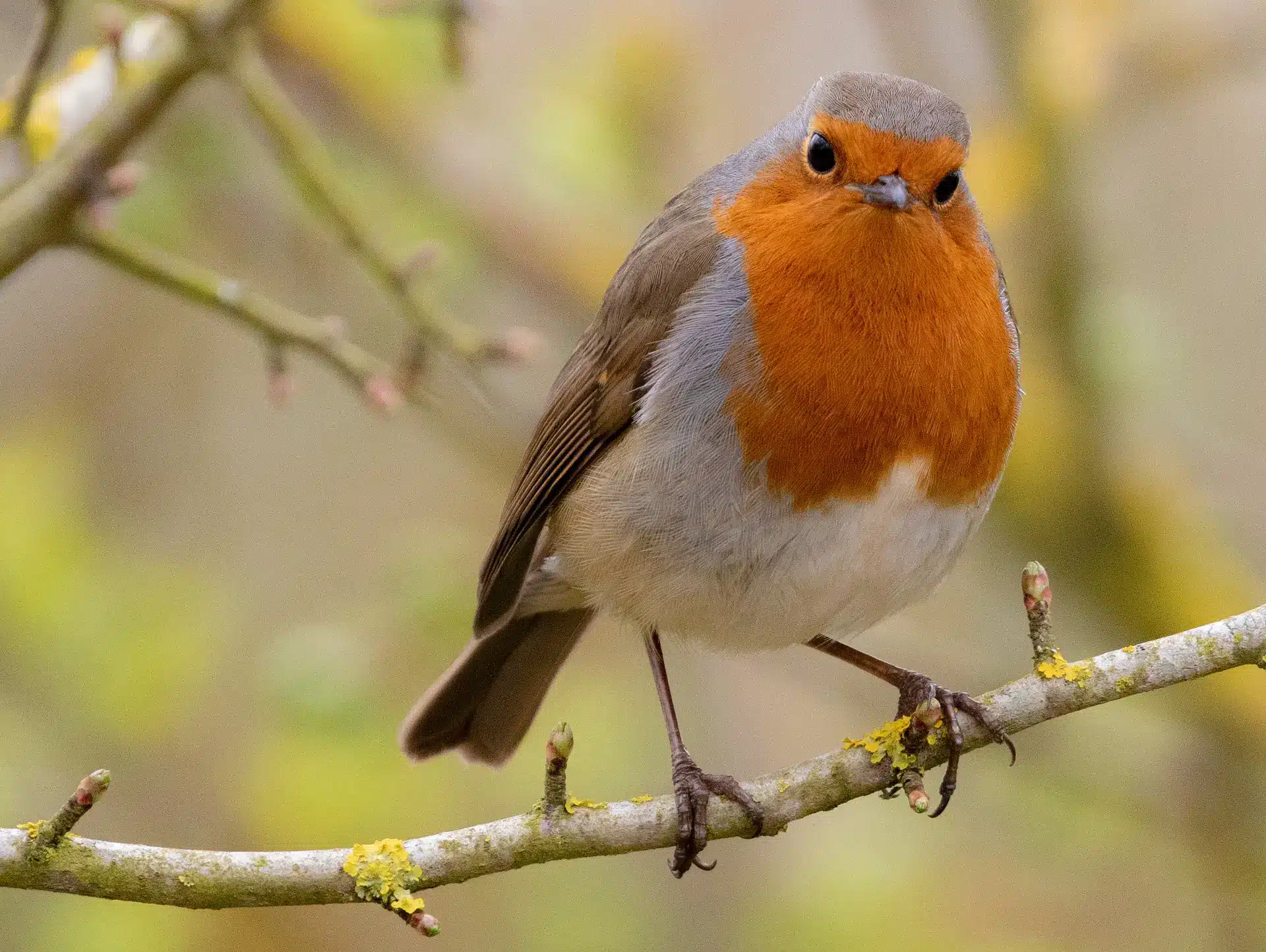 Where Do Robins Sleep At Night