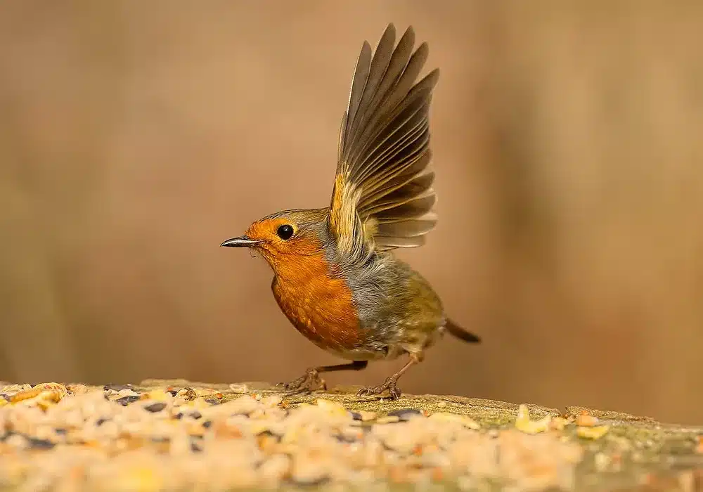 What Does A Robin Look Like