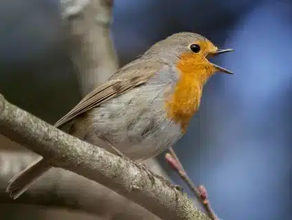 What Does A Robin Sound Like