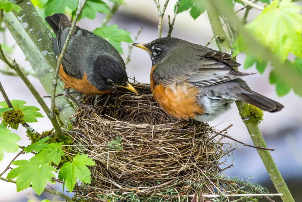 When Do Robins Leave Their Nest