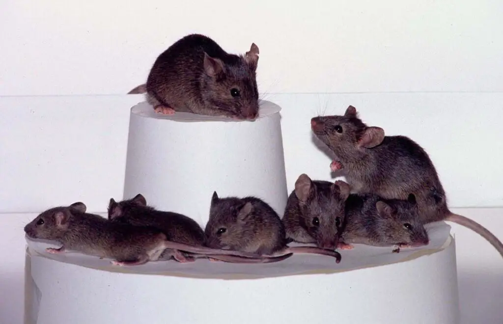 Can Mice And Rats Breed