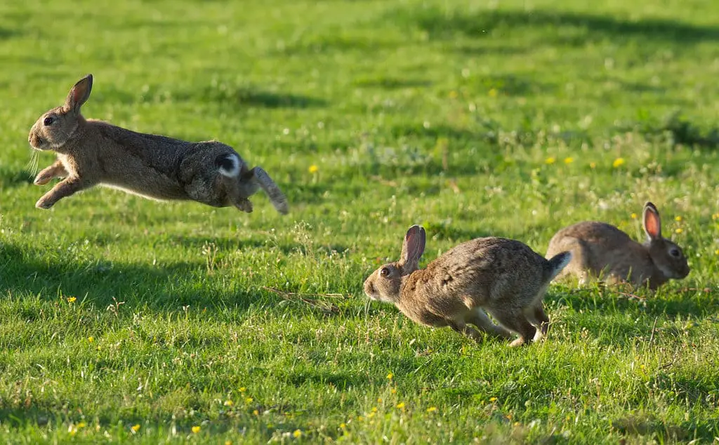 Does Rabbits Make Noise