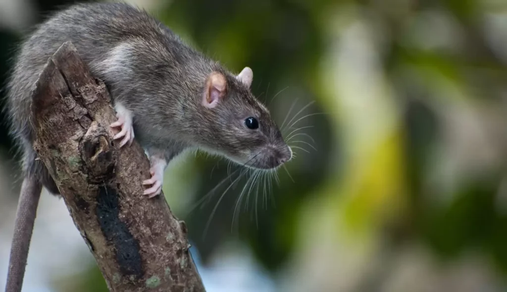 How To Get Rid Of Outside Rats