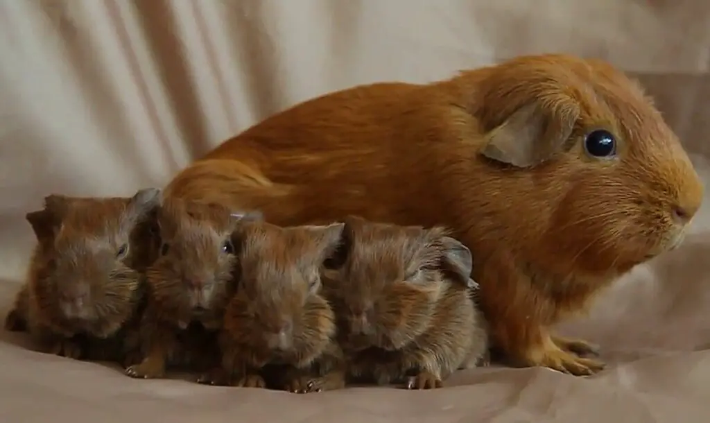 How Many Babies Do Guinea Pigs Have