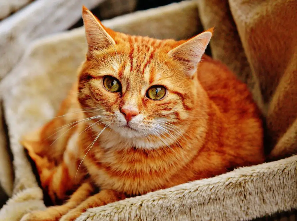 Can Orange Cats Be Female