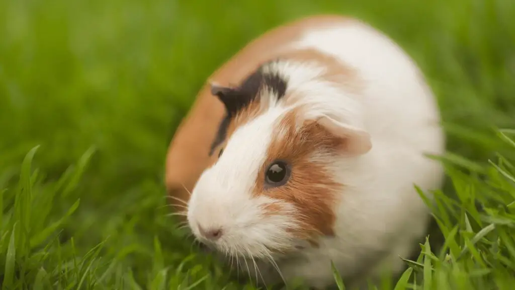 Can Guinea Pigs Live Alone