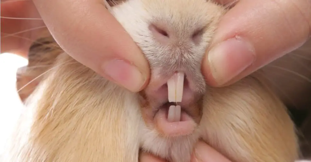 How Many Teeth Do Guinea Pigs Have