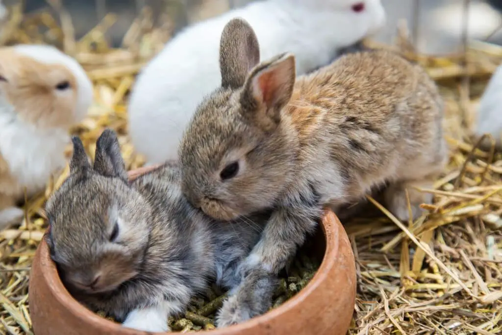 How To Tell How Old A Baby Rabbit Is