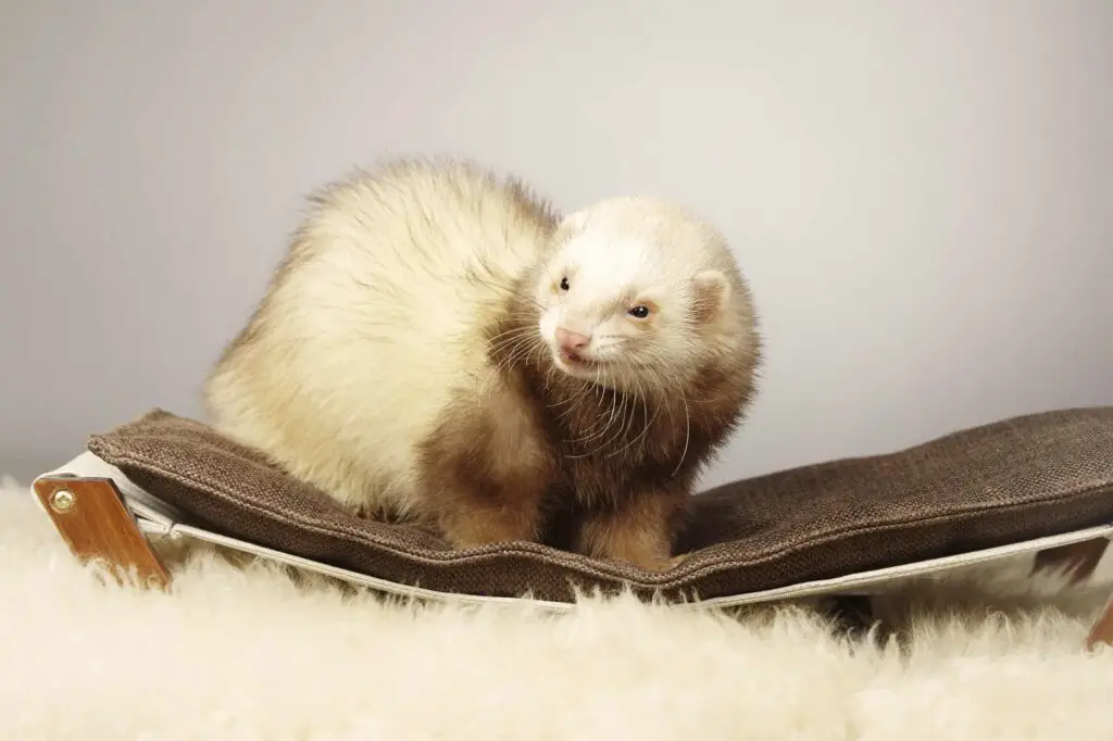 Are Ferrets Good With Cats