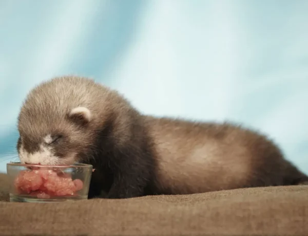 What Does A Ferret Eat
