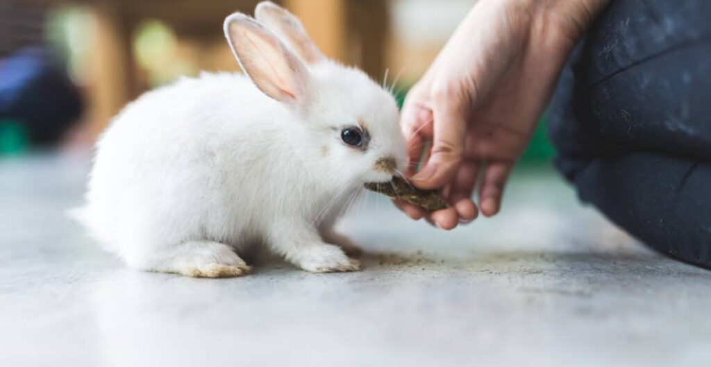 Does Rabbit Bites