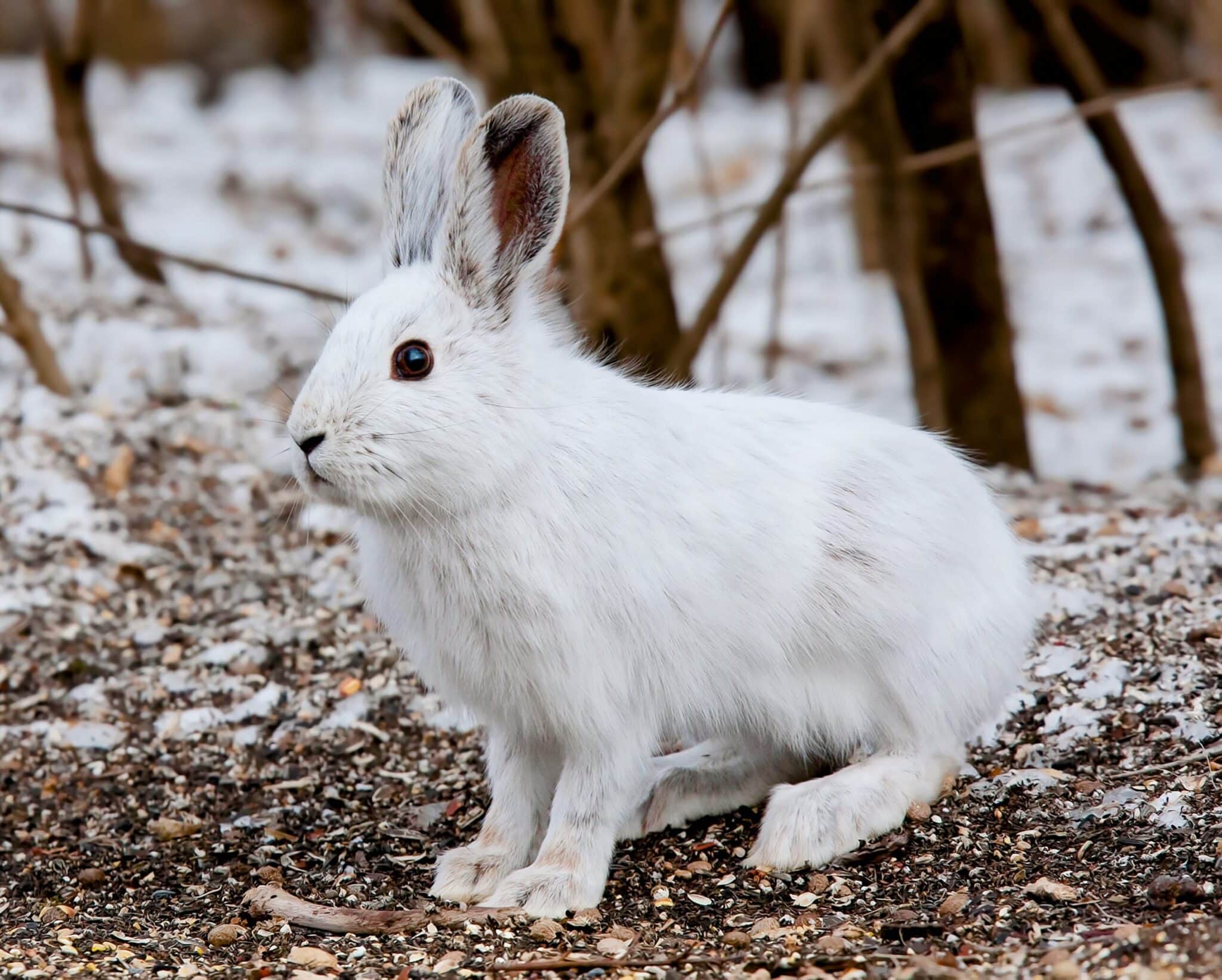 what temperature is too cold for rabbits