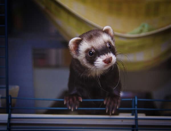 Do Ferrets Need A Cage