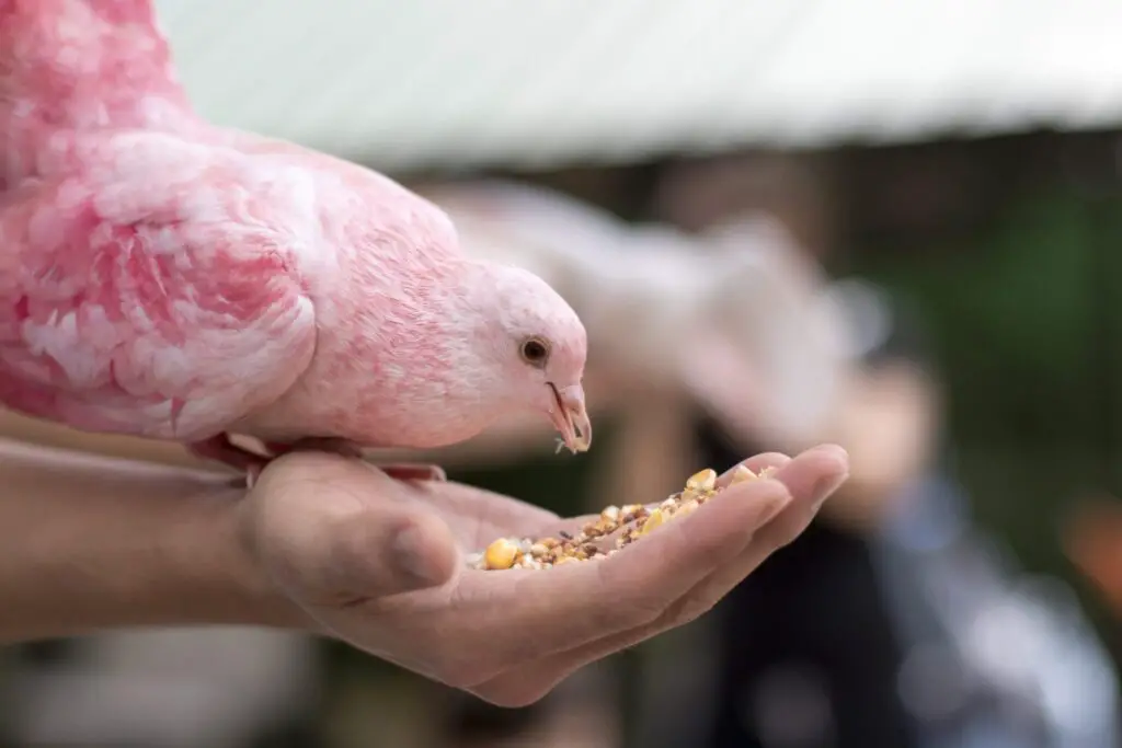 Are Pink Pigeons Real