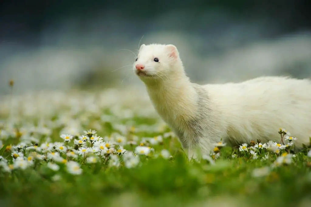 Can Ferrets Go Outside