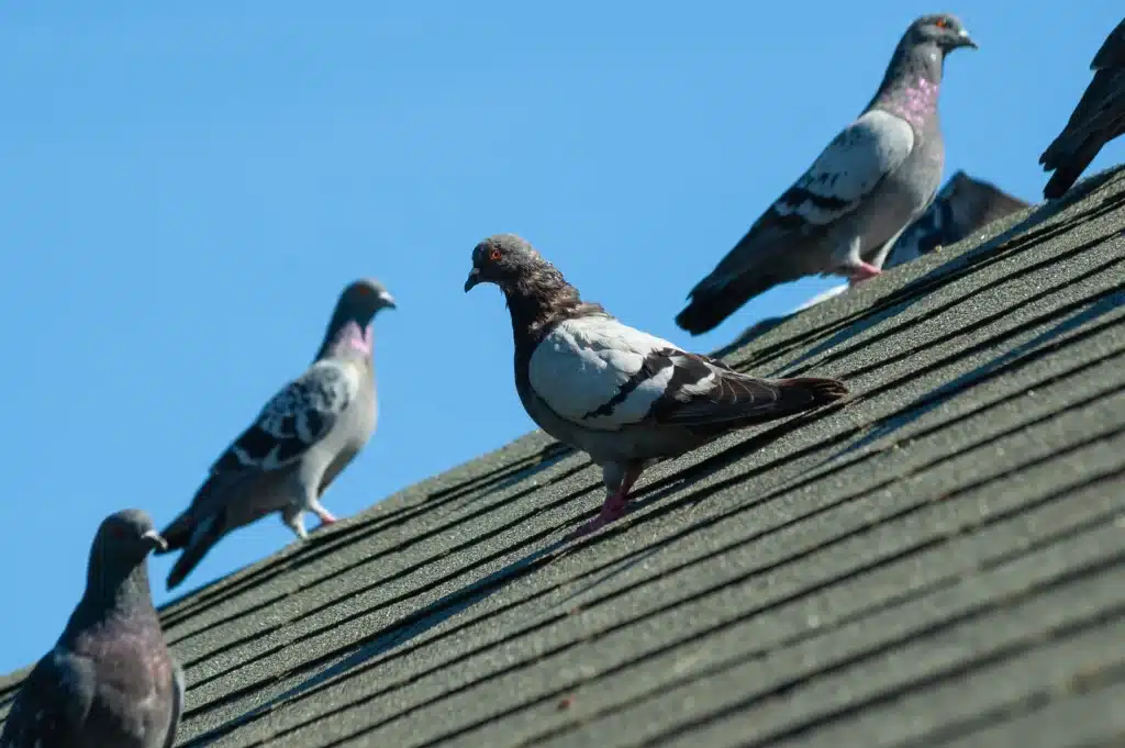 Are Pigeons Invasive