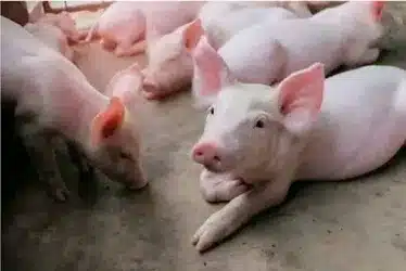 Why Do Pigs Squeal