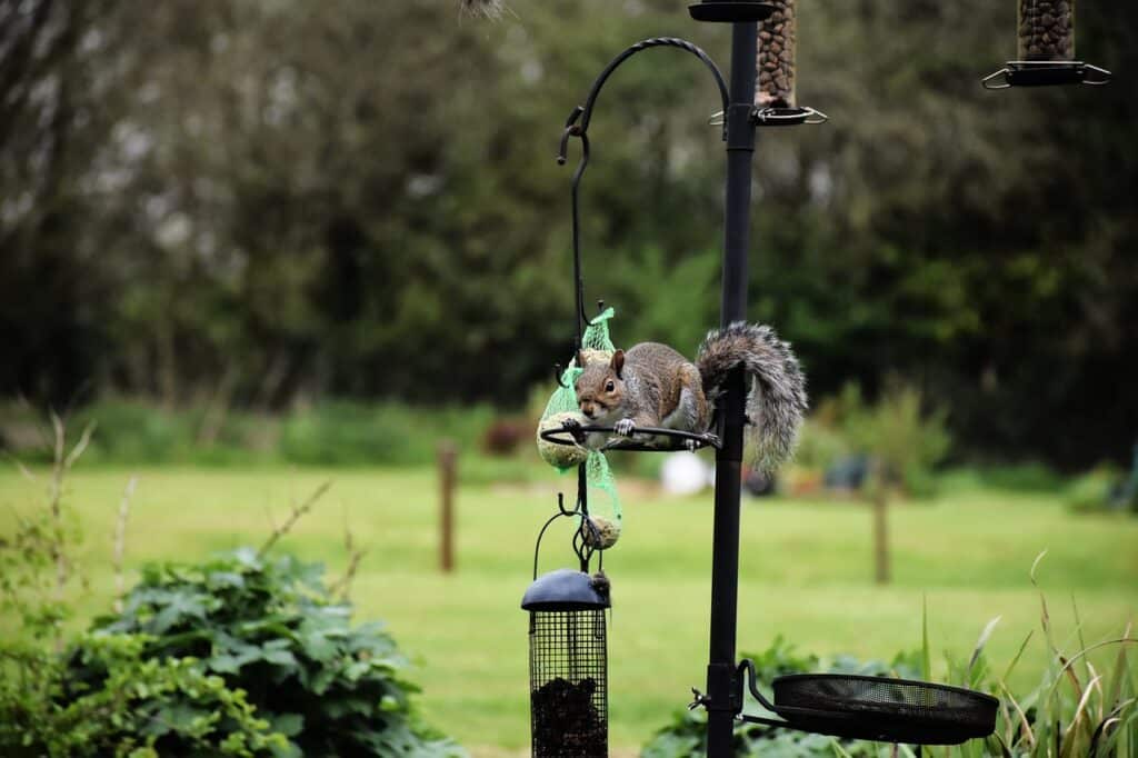 How To Keep Squirrels Out Of Bird Feeders