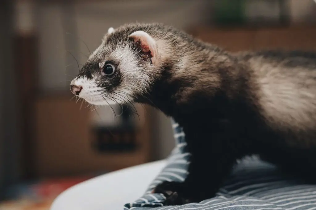 Can Ferrets Be Service Animals