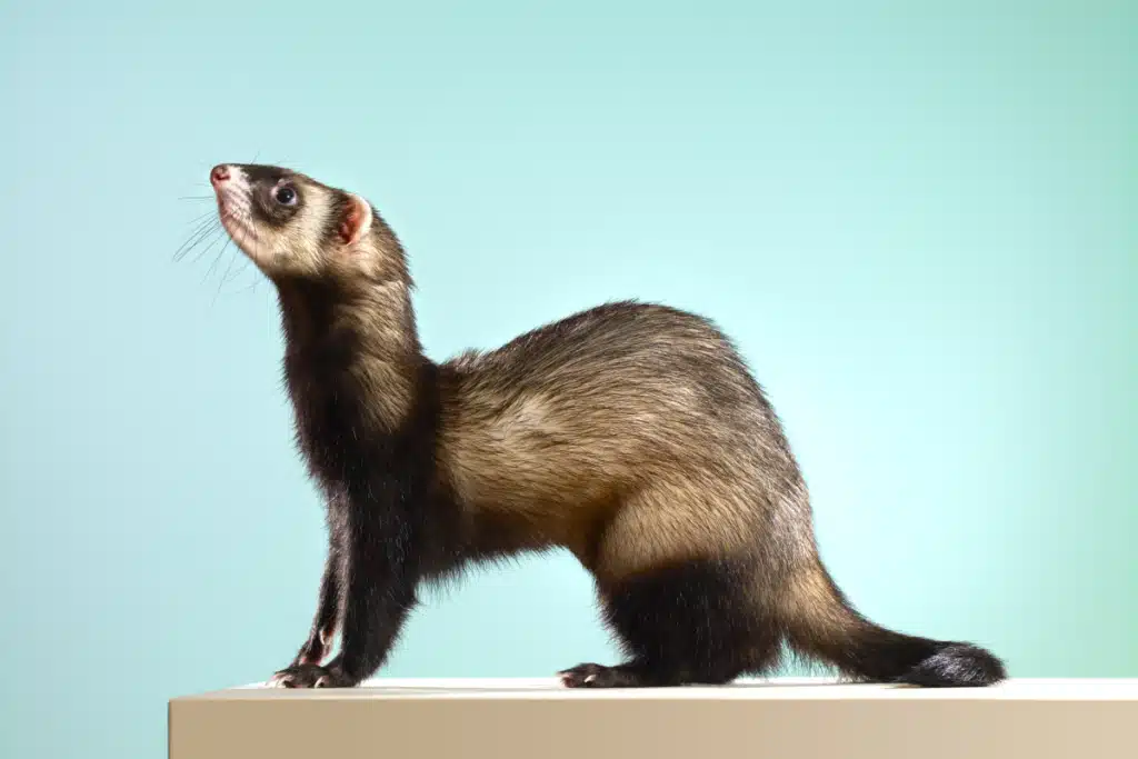 Do Ferrets Have Tails