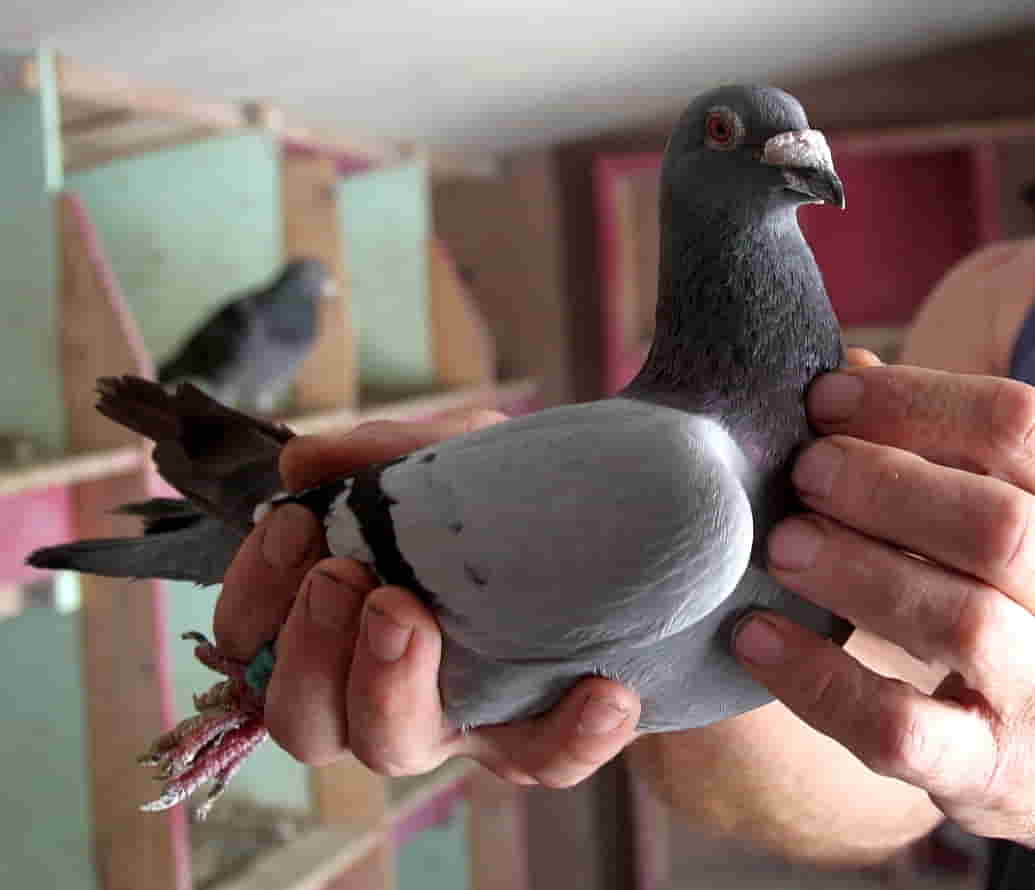 How Much Does A Pigeon Weigh