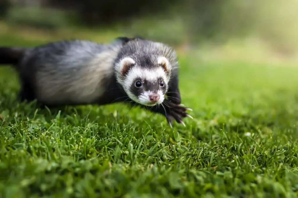 Why Are Ferrets So Flexible