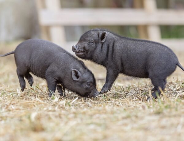 How Fast Do Pigs Grow
