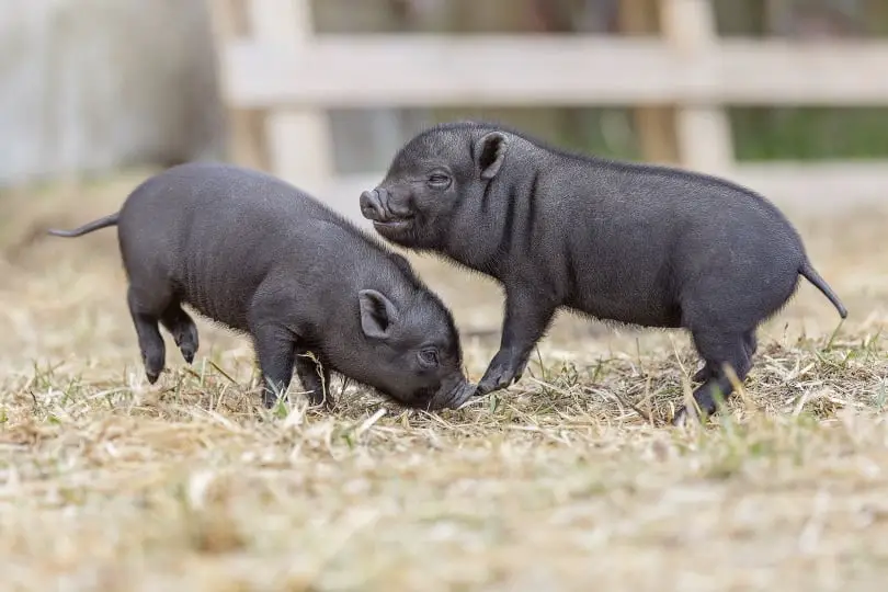 How Fast Do Pigs Grow