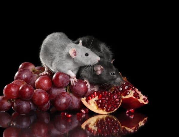 Can Rats Eat Grapes
