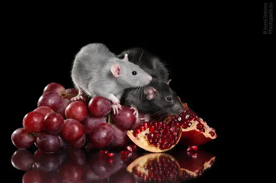Can Rats Eat Grapes