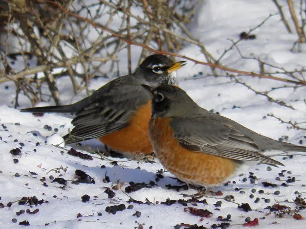 Do Robins Migrate In The Winter