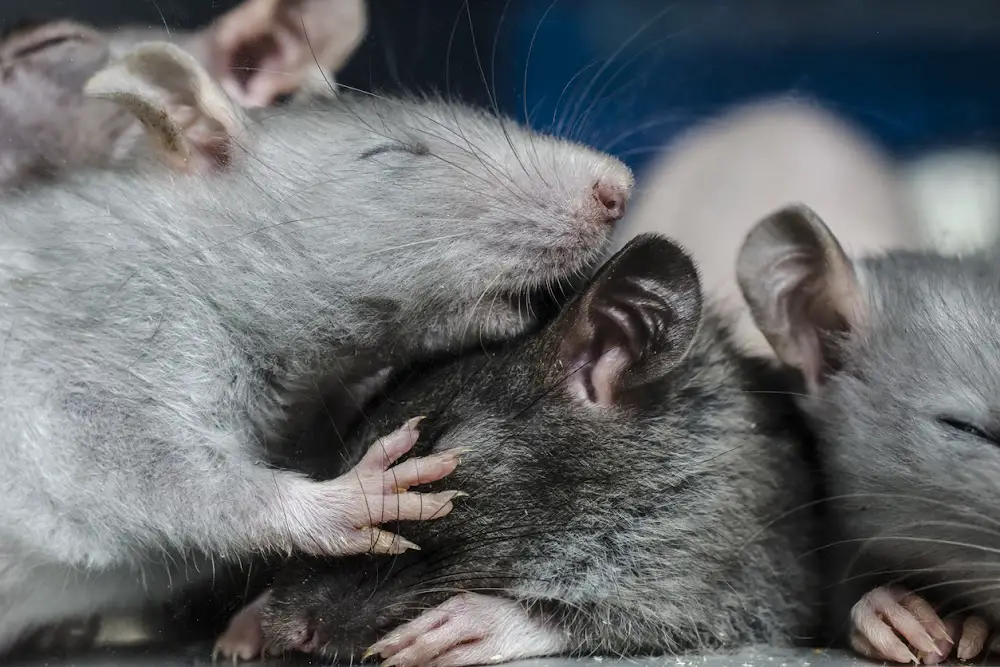 How Often Do Rats Have Babies