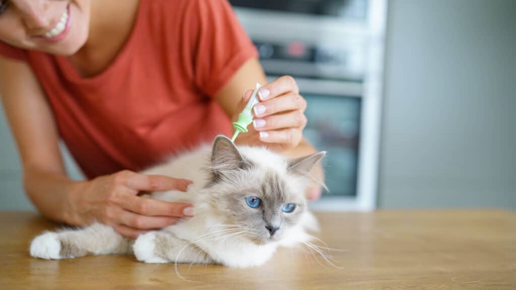 How To Treat A Cat Cold At Home