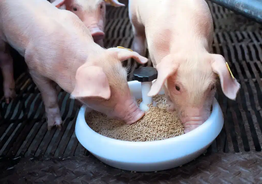 How To Make Feeds For Pigs