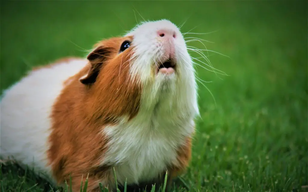 Do Guinea Pigs Sneeze