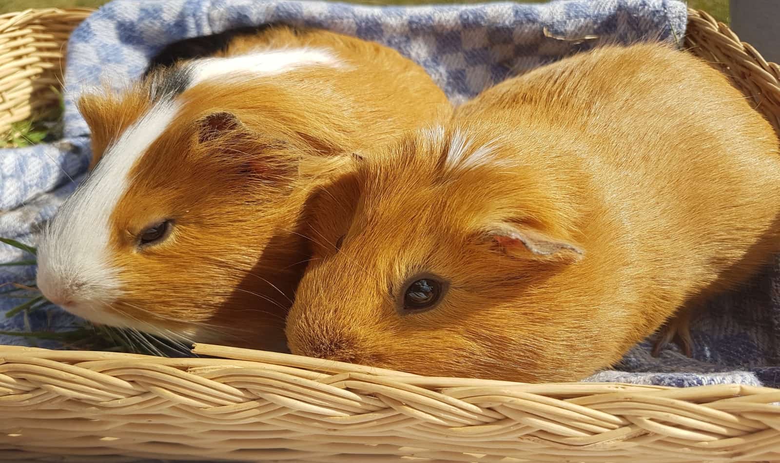 Do Guinea Pigs Make Good Pets