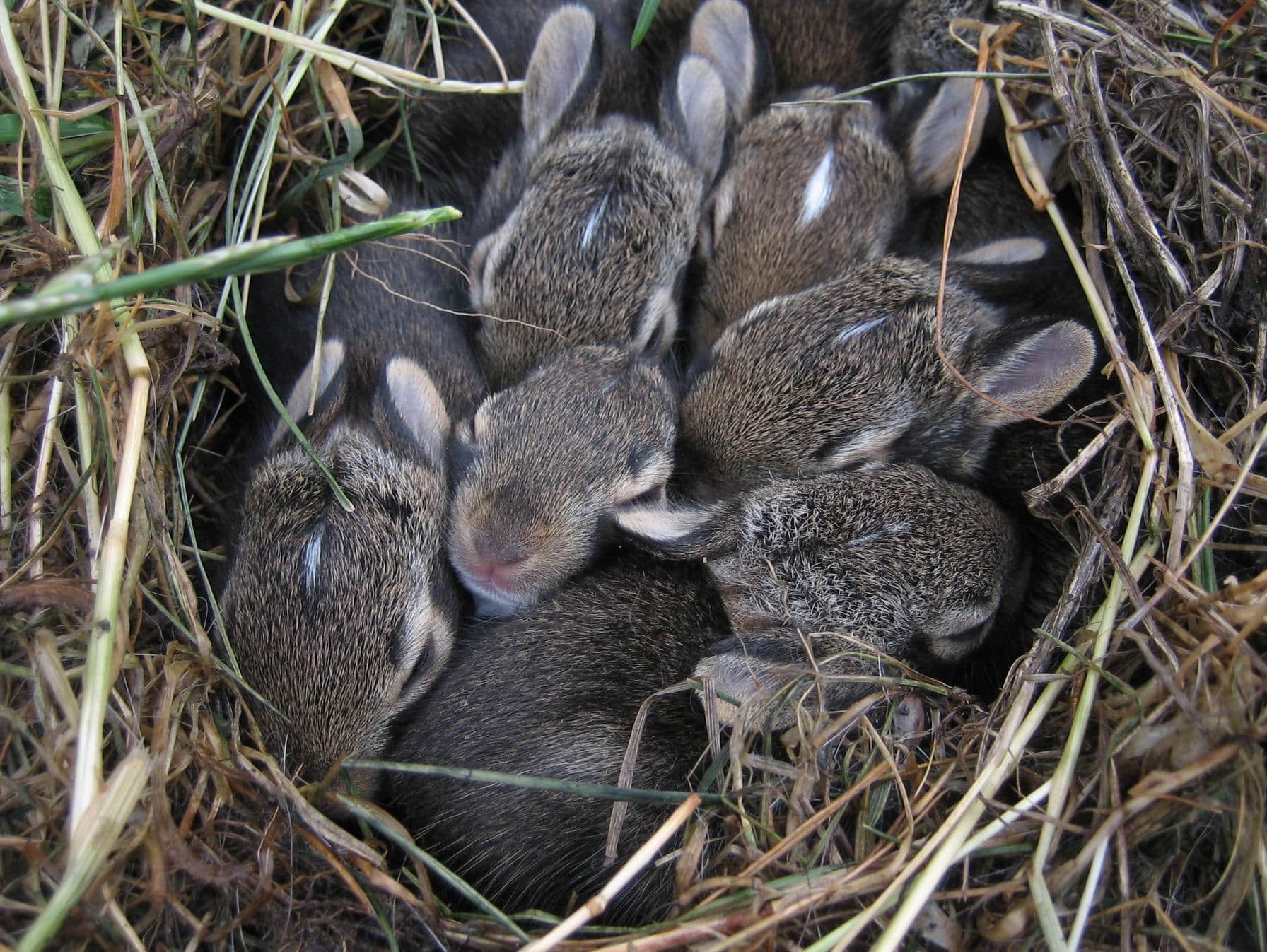 How Long Do Baby Rabbits Stay In The Nest