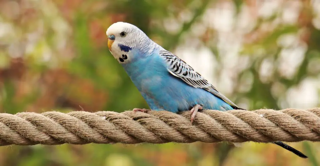 Are Parakeets Loud