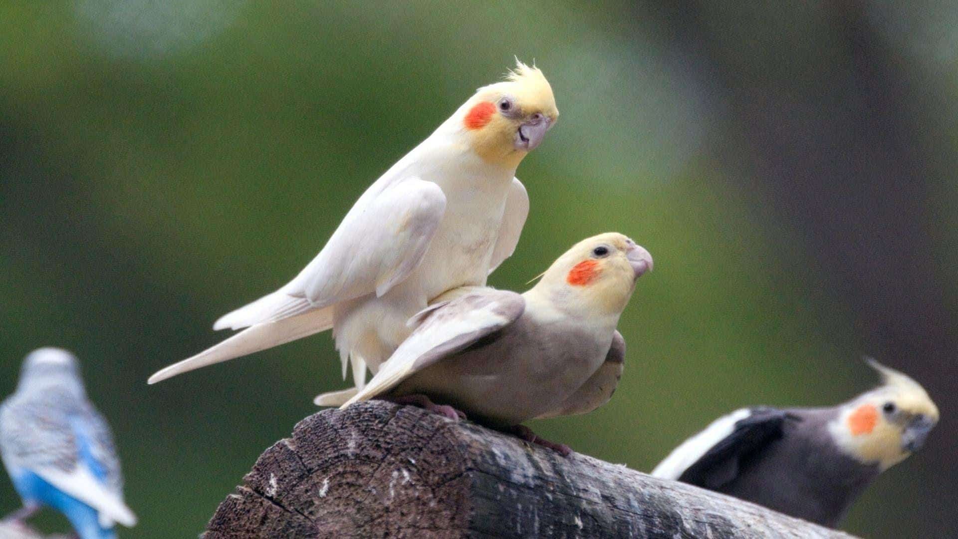 How Big Do Cockatiels Get Teeny Tiny Tails