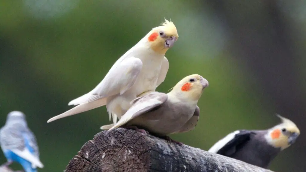 Do Female Cockatiels Sing