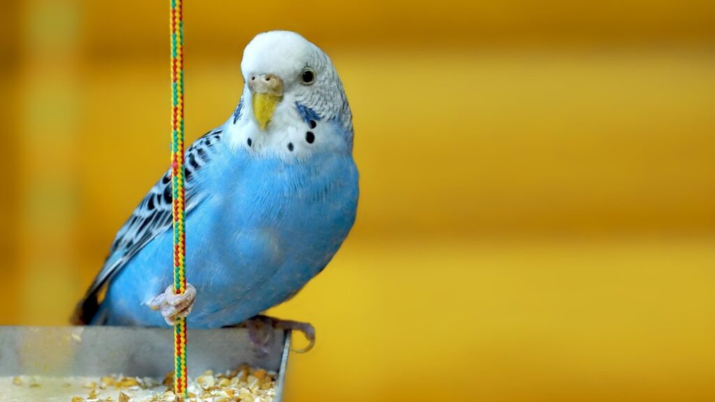 How Long Can Parakeets Go Without Food