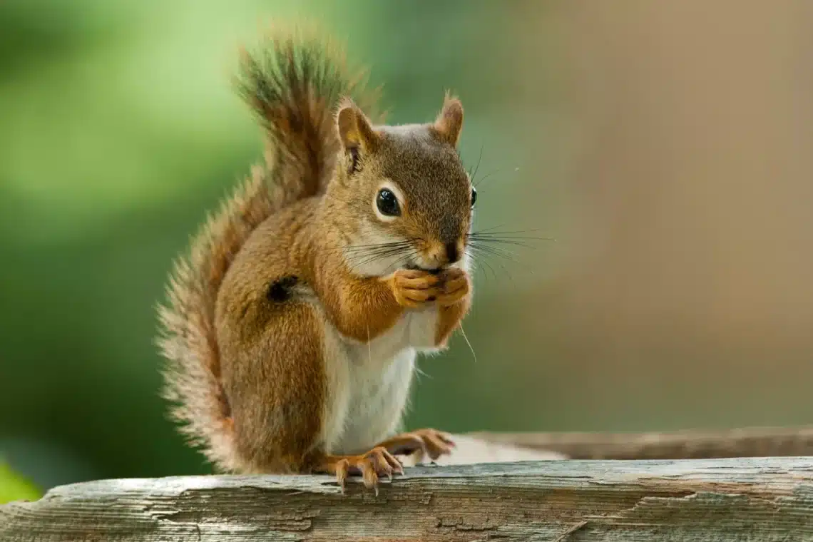 Is Squirrel Omnivore